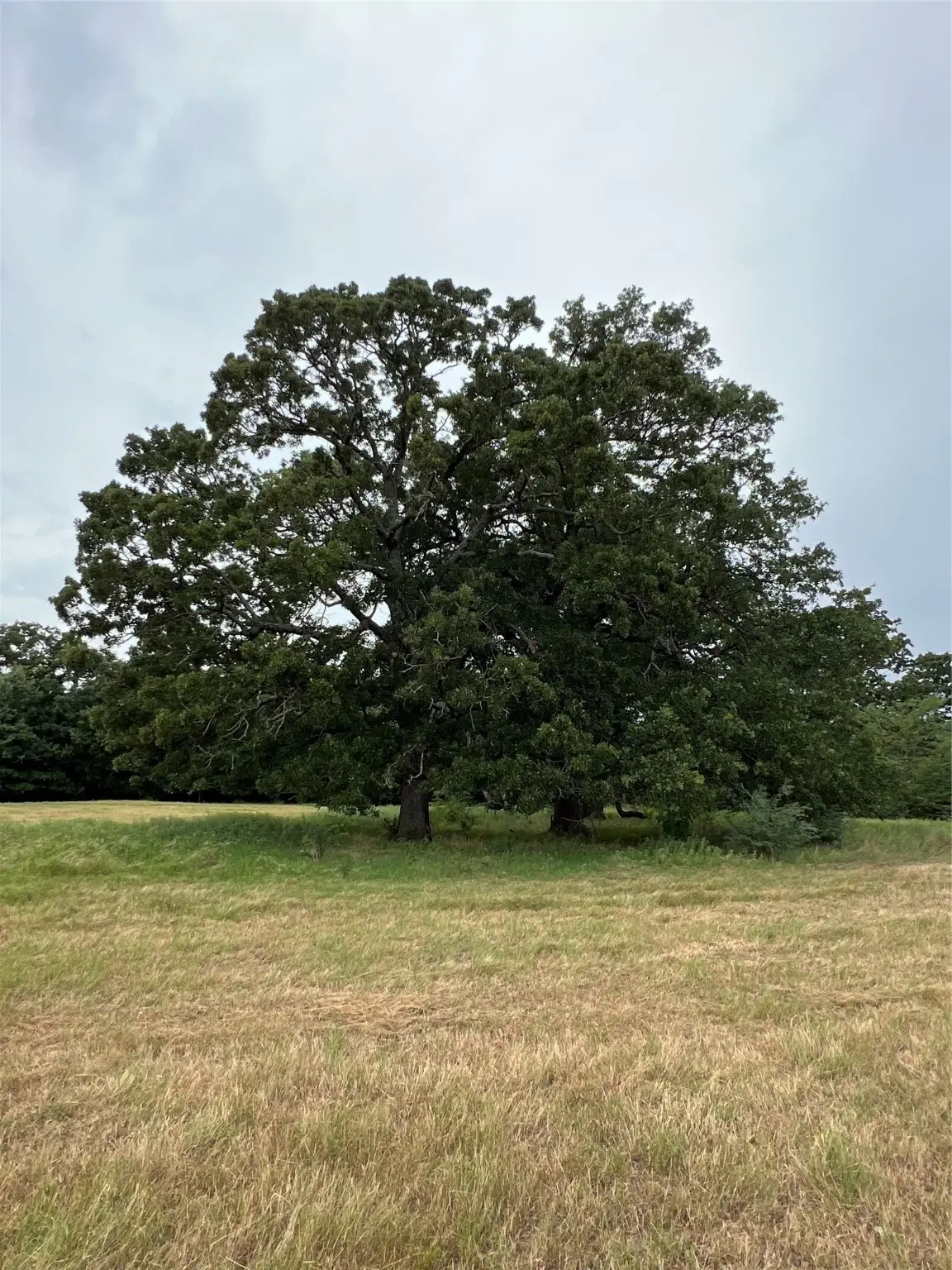 TBD County Road 3515, Dike, TX 75437 - Image #1