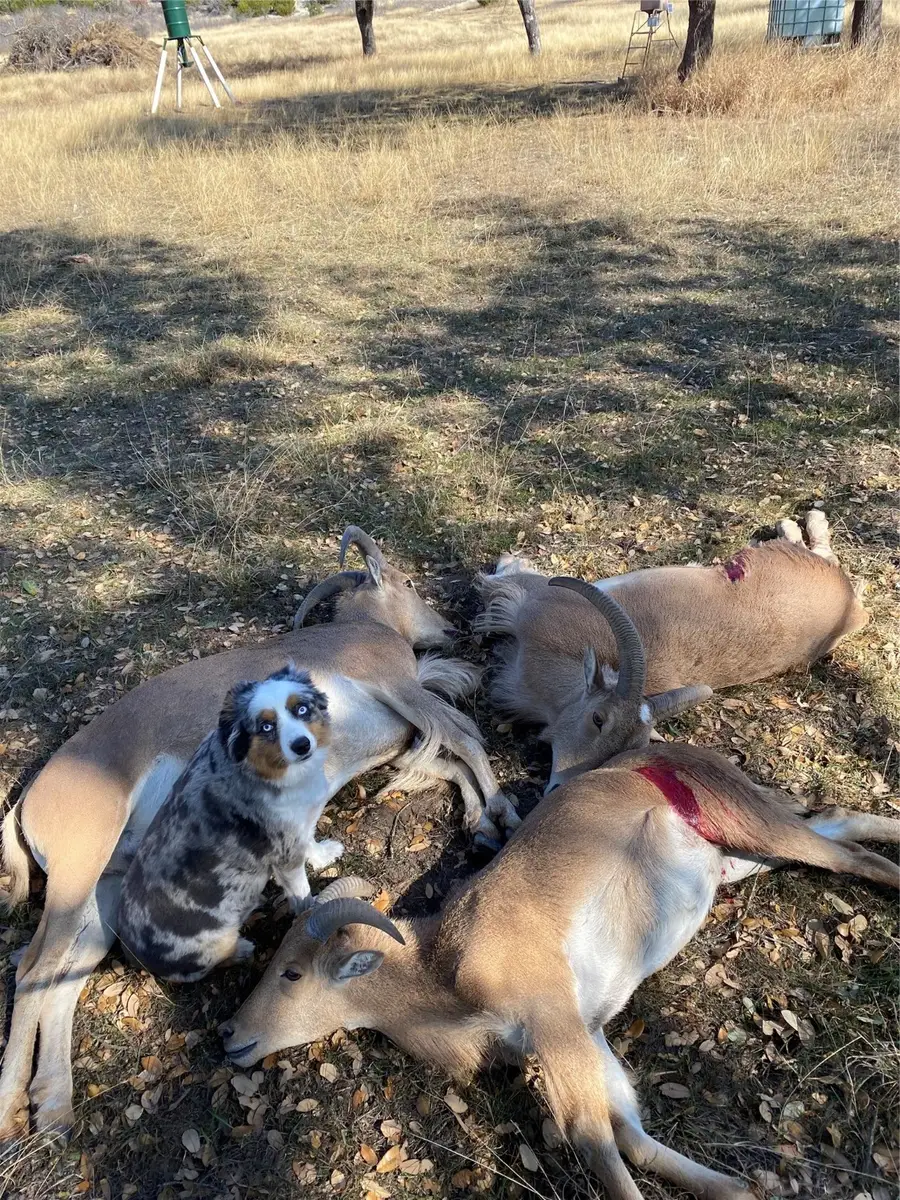 TBA Hwy 144, Walnut Springs, TX 76690 - Image #3