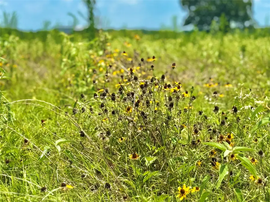 TBD Tracts 23 & 24 County Rd 3644, Saltillo, TX 75471 - Image #3