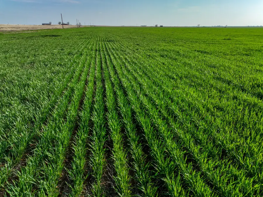 1250 County Road 4430, Knox City, TX 79529 - Image #3