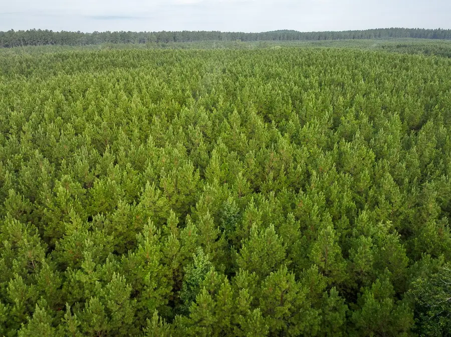 1 Red Rock Road, Robeline, LA 71469 - Image #2