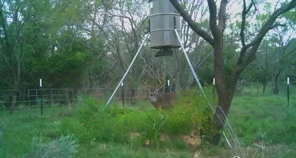 136 Moose Trail, Ranger, TX 76470 - Image #3