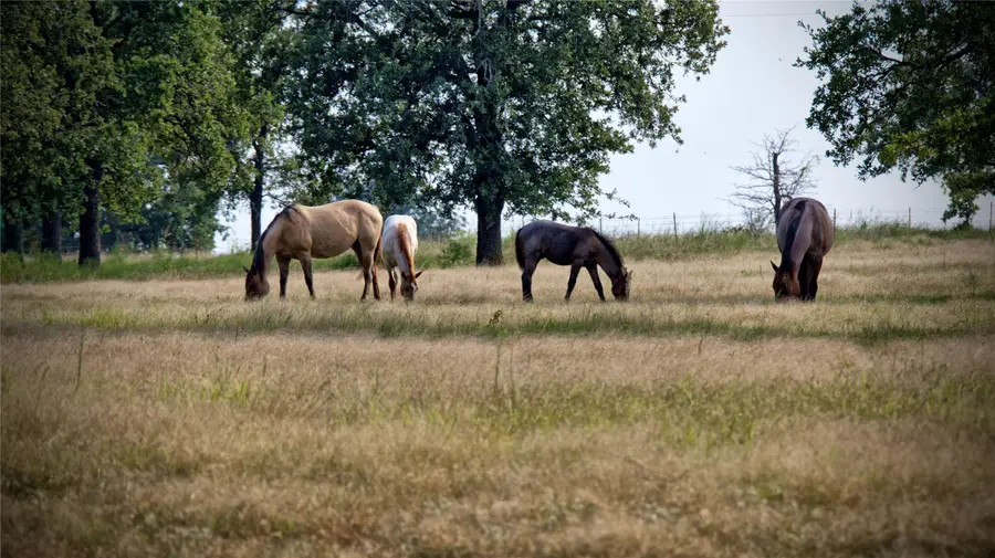 5775 Old Vashti Road, Bowie, TX 76230 - Image #3