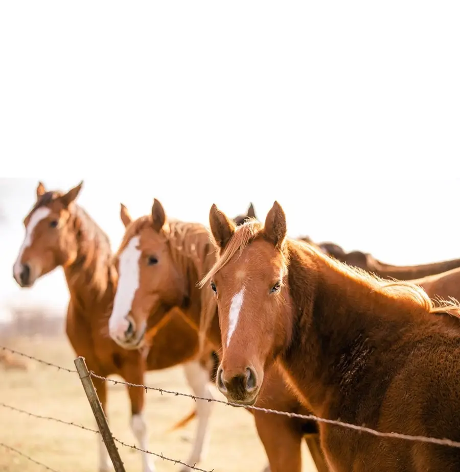 15181 County Road 4058, Kemp, TX 75143 - Image #3