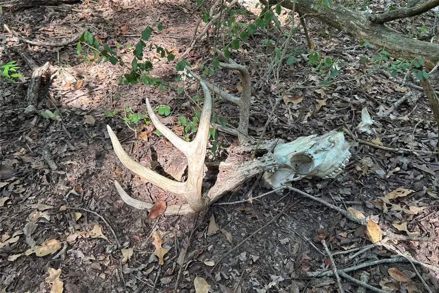 TBD Pearce Road, Collinsville, TX 76233 - Image #3