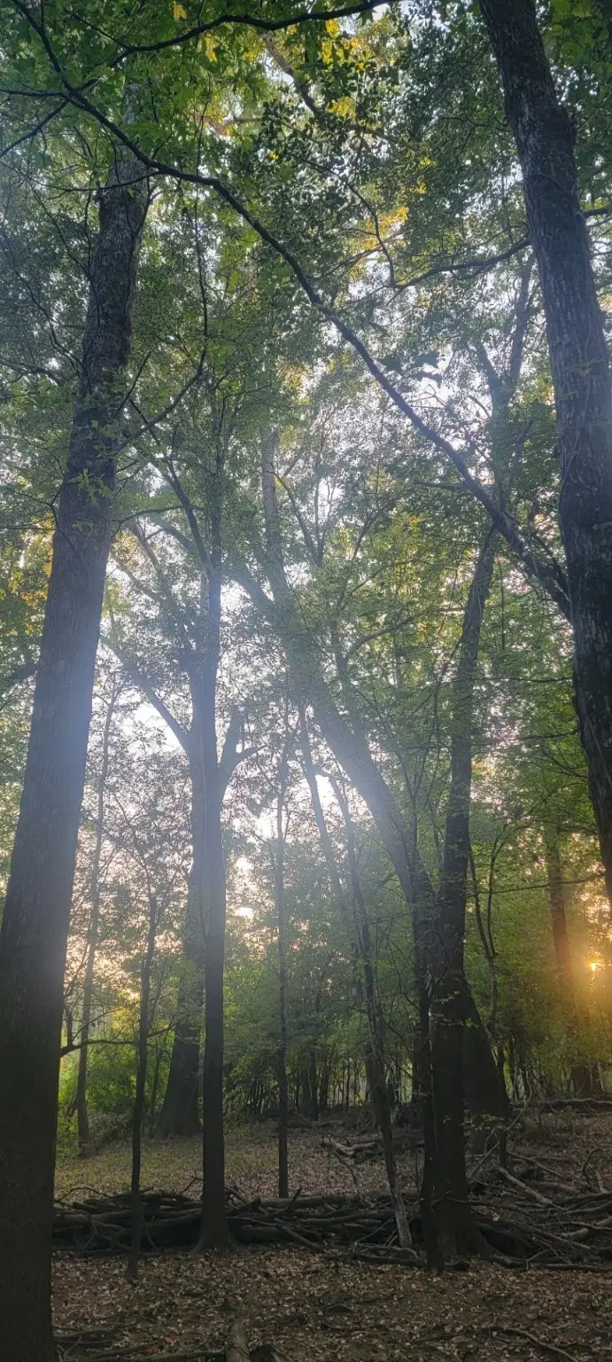 TBD-1 Fm 2517, Carthage, TX 75633 - Image #2