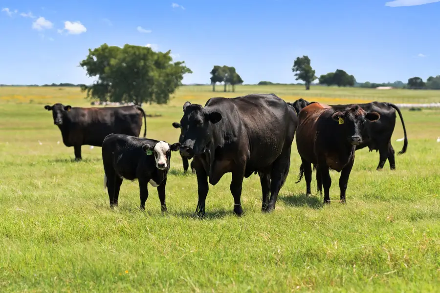 204 Cr 107, Whitesboro, TX 76273 - Image #3