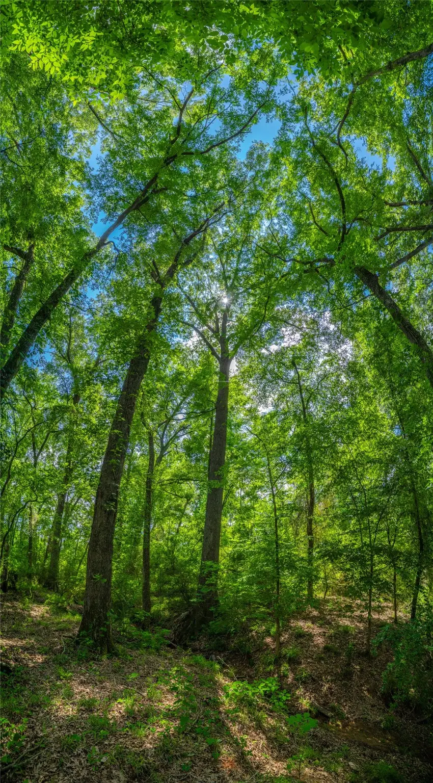 1281 Fm 138, Garrison, TX 75946 - Image #2