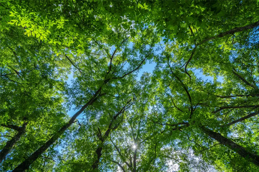 1281 Fm 138, Garrison, TX 75946 - Image #3