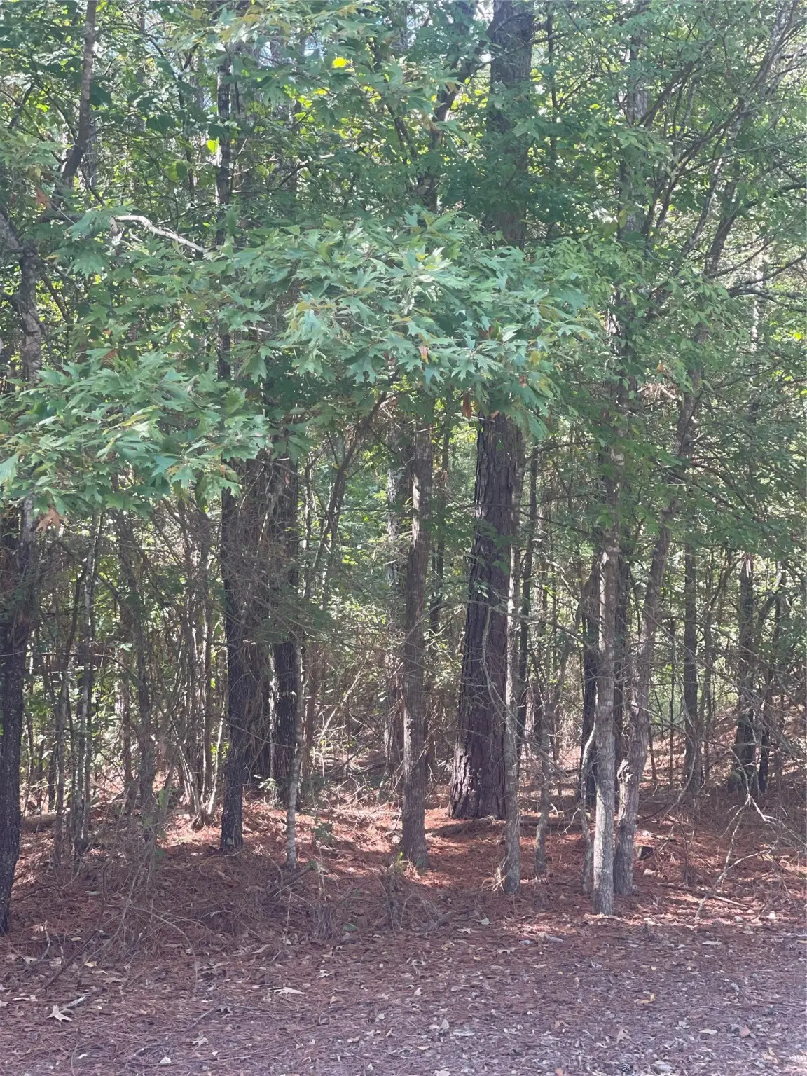 0 Ferry Lake Tract B, Oil City, LA 71061 - Image #1