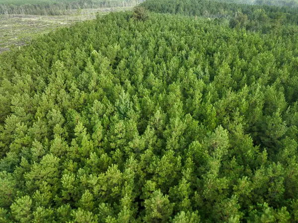 3 Big Hill Fire Tower Road, Robeline, LA 71469