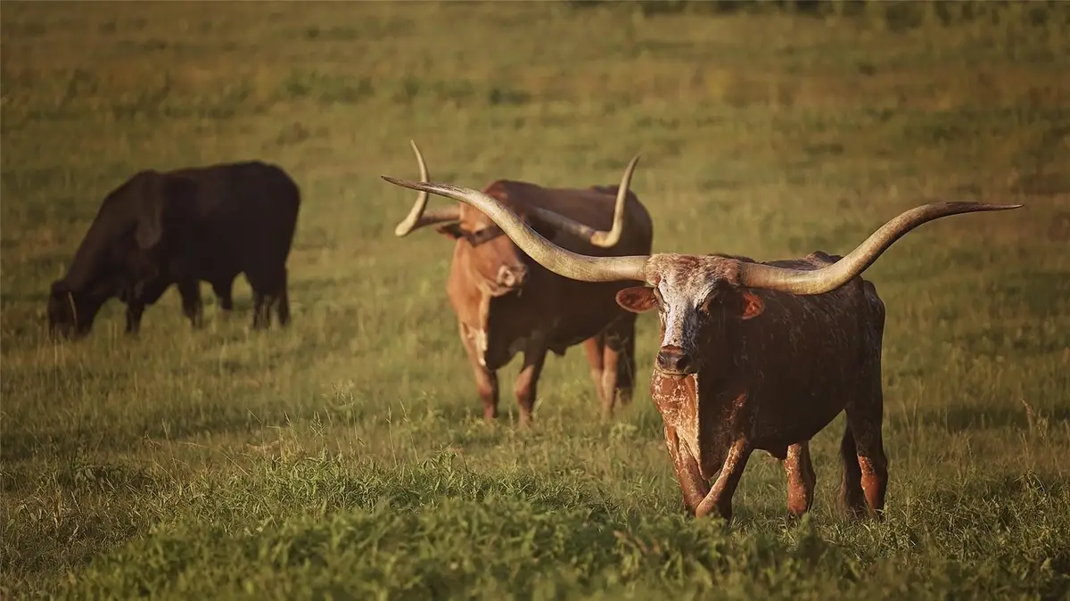 12301 N Holland Street, Eustace, TX 75124 - Image #1