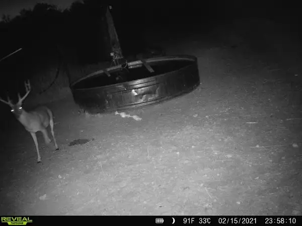 100 Cr 186, Mullin, TX 76864