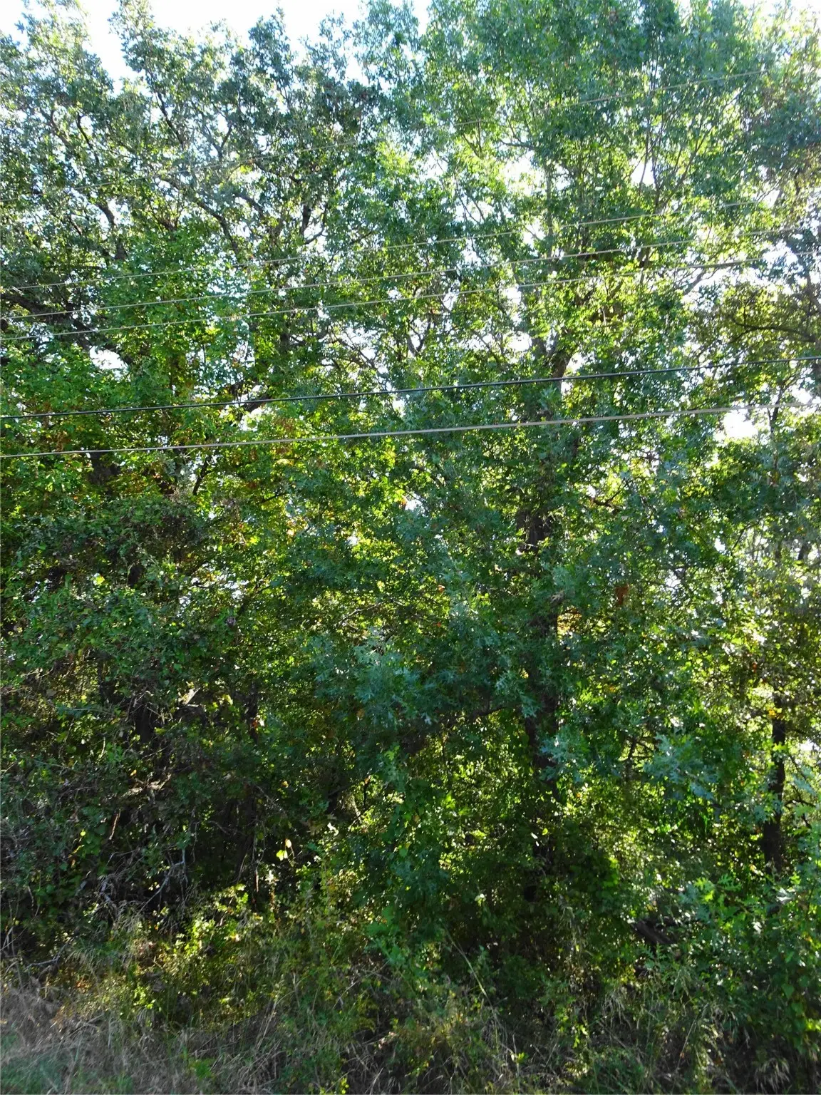 232 Softwind, Mabank, TX 75156 - #1