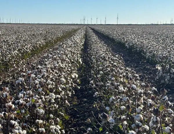 00 Cr 164, Weinert, TX 76388