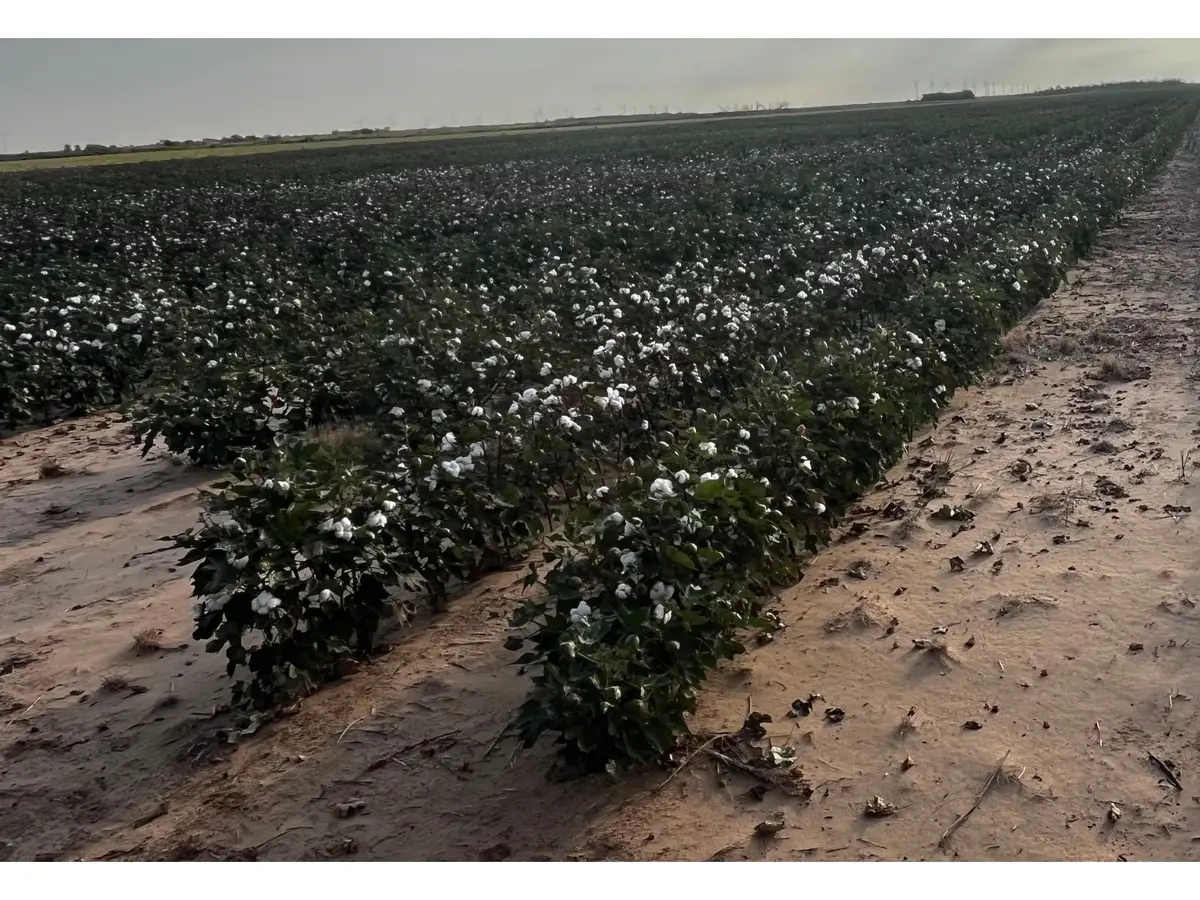 TBD Fm 617, Weinert, TX 76388 - Image #1