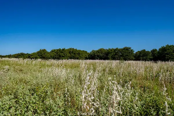 1450 Cr 240, Rising Star, TX 76471