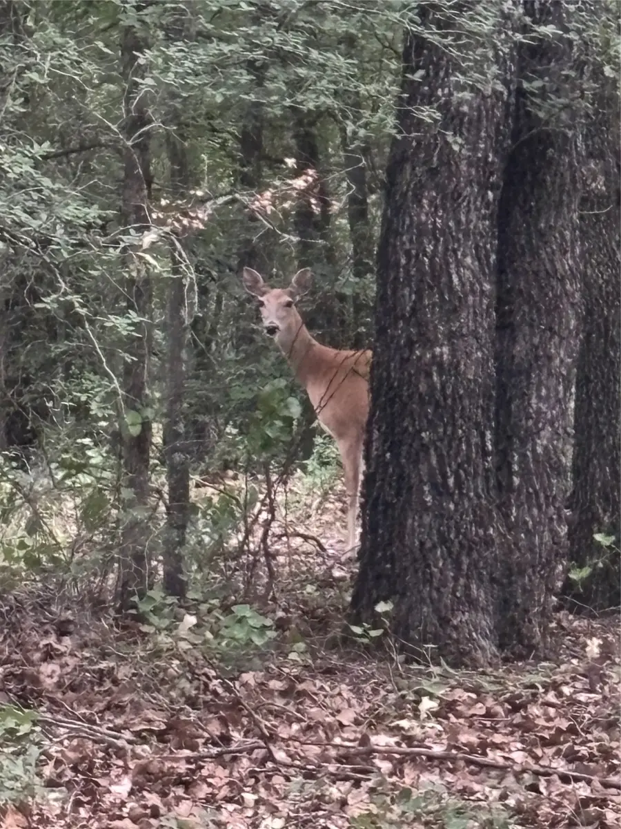 316 County Road 458, De Leon, TX 76444 - Image #3