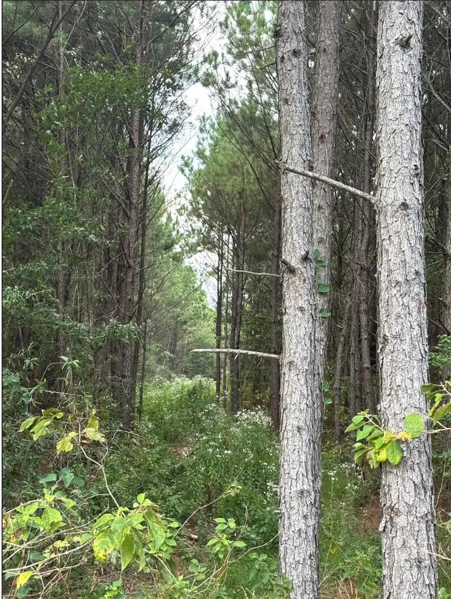 TBD County Road 1582, Avinger, TX 75630 - Image #3