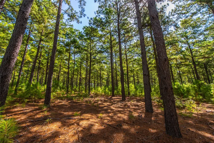 000 State Highway 155, Frankston, TX 75763 - Image #2