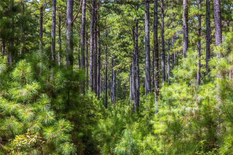 000 State Highway 155, Frankston, TX 75763 - Image #3