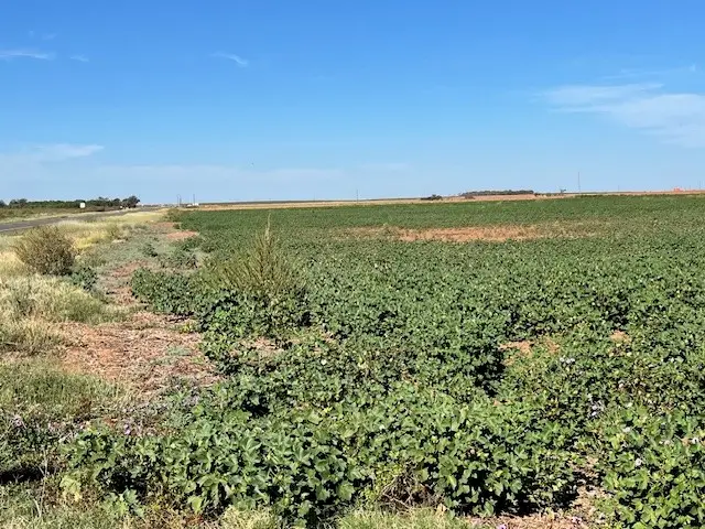 TBD Hwy 180 W, Roby, TX 79543 - Image #2