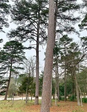 425 Hideaway Central, Hideaway, TX 75771 - Image #2