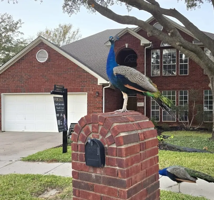 2015 Forest Park Drive, Arlington, TX 76001 - Image #3