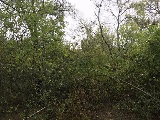 TBD Farm Market 1365, Mexia, TX 76667