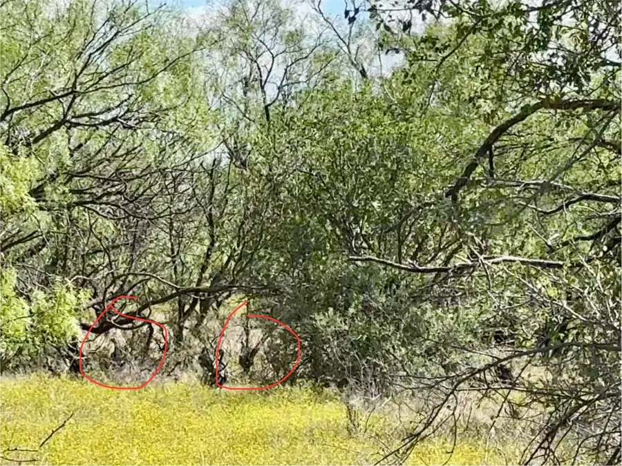 TBD Tbd Cnty Road 100, Abilene, TX 79601 - Image #3