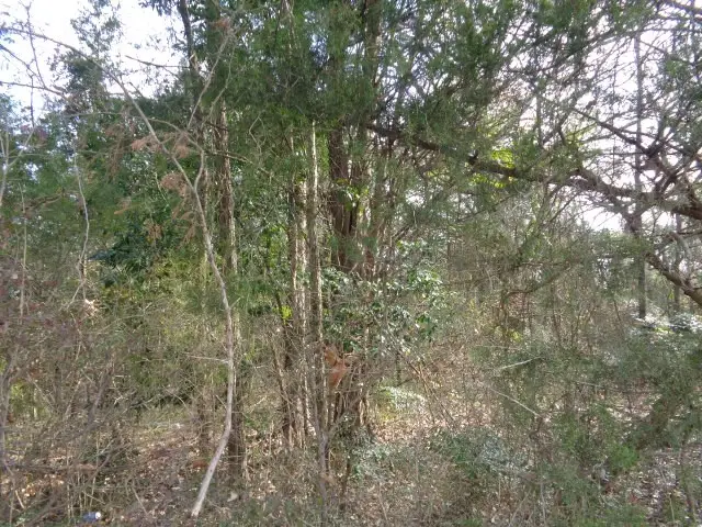 TBD Cr 4870, Winnsboro, TX 75494 - Image #1