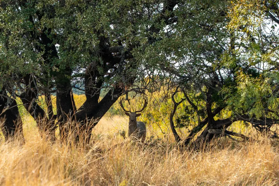 Buffalo4 Ranch Cr 290, Blackwell, TX 79506 - Image #3