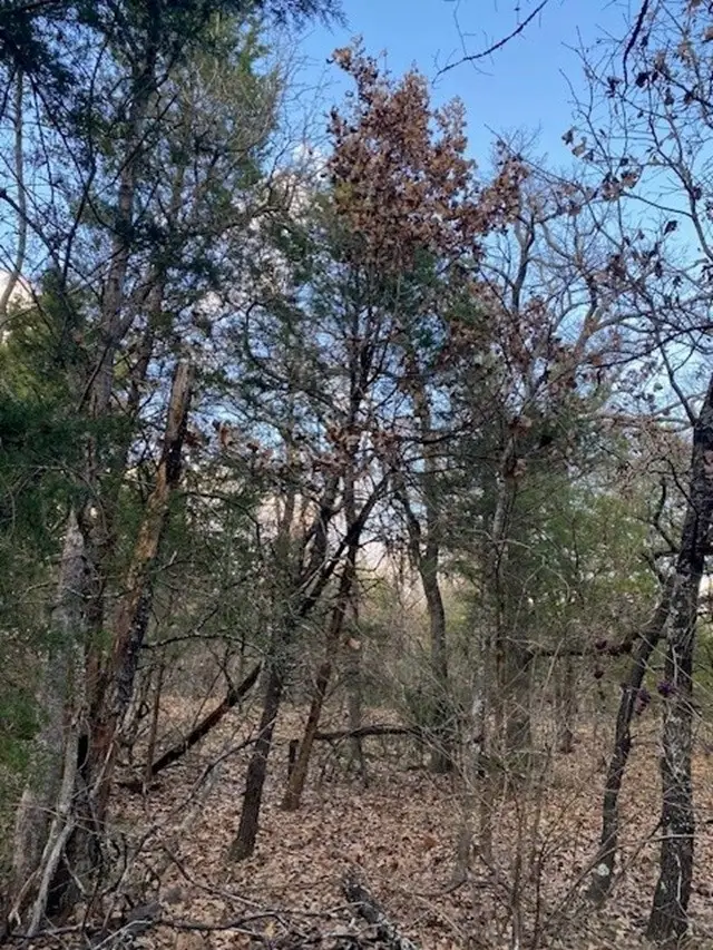 TBD Cr 1200, Malakoff, TX 75148 - Image #3