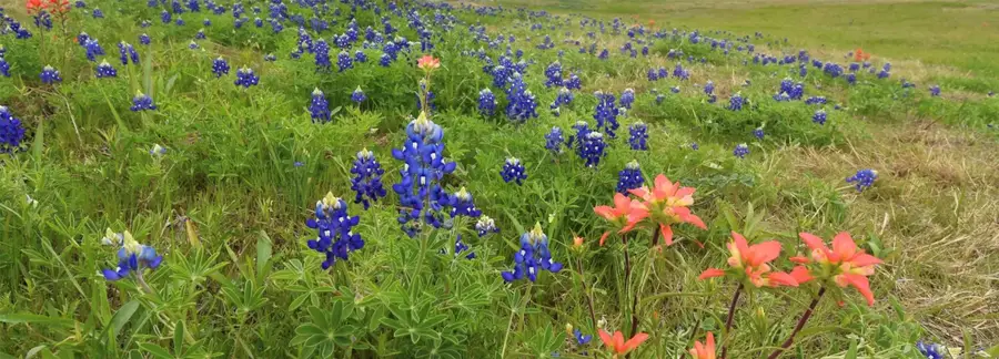 9840 Terry Meadows Lane, Grandview, TX 76050 - Image #3