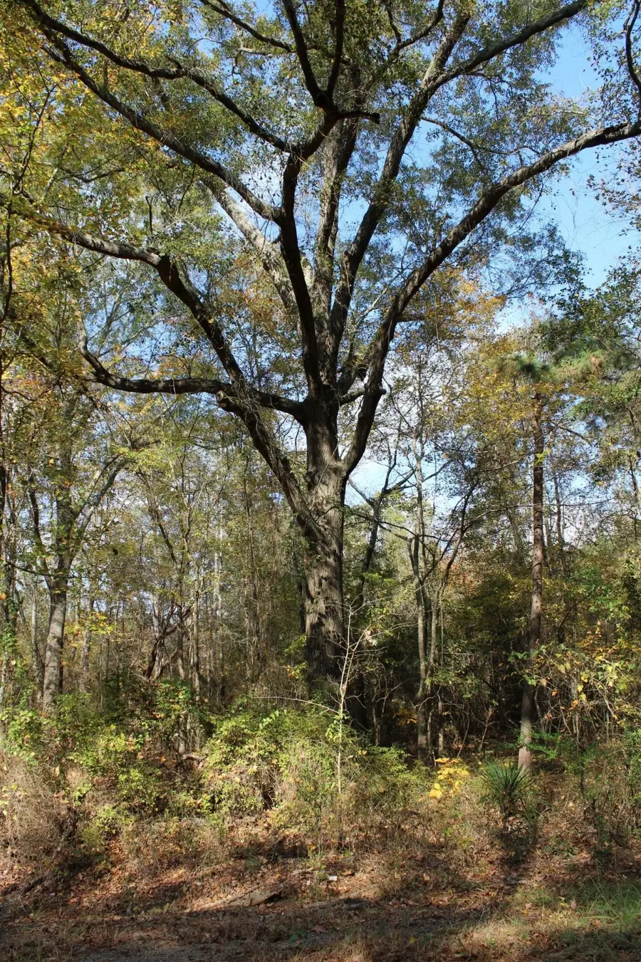 0 Harris Road, Homer, LA 71040 - Image #2