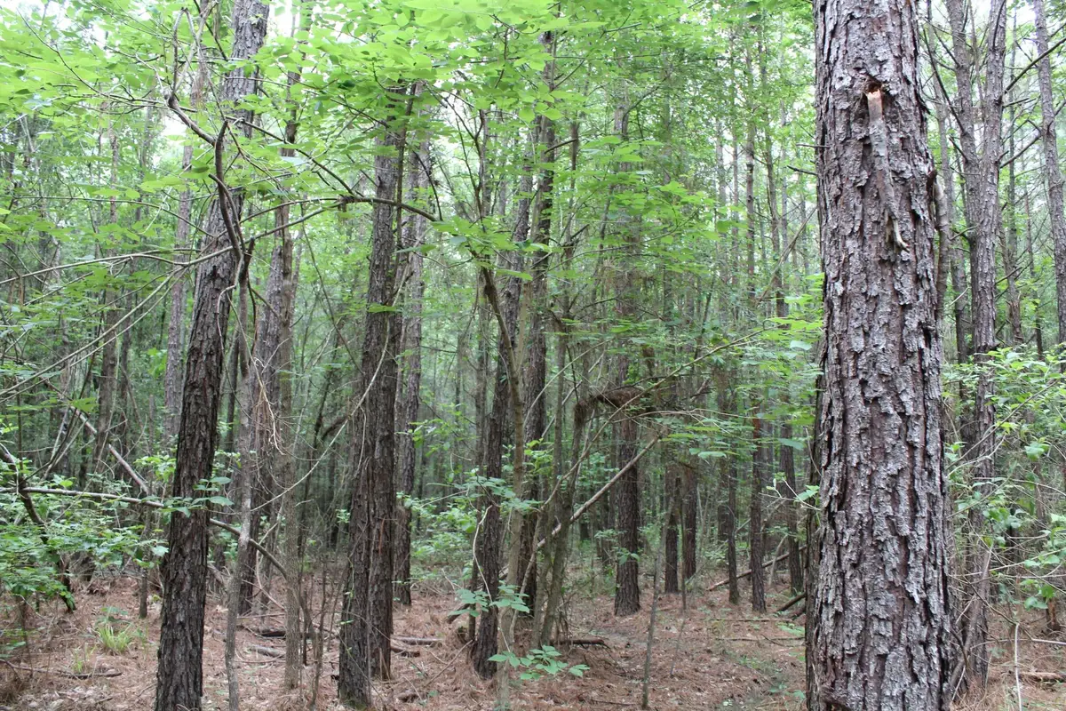 1 Mott Road, Plain Dealing, LA 71064 - Image #1