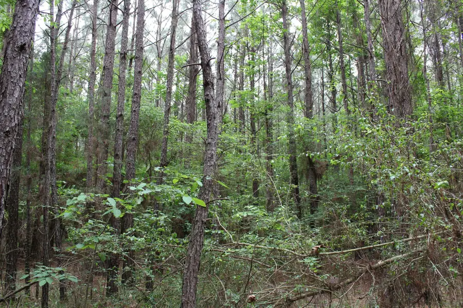 0 Mott Road, Plain Dealing, LA 71064 - Image #3