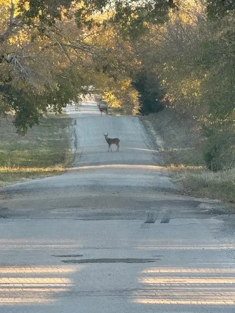 3151 Brookmole Road, Nocona, TX 76255 - Image #1