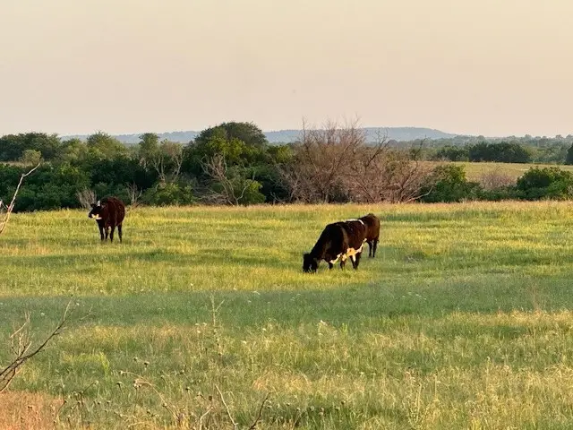 3151 Brookmole Road, Nocona, TX 76255 - Image #3