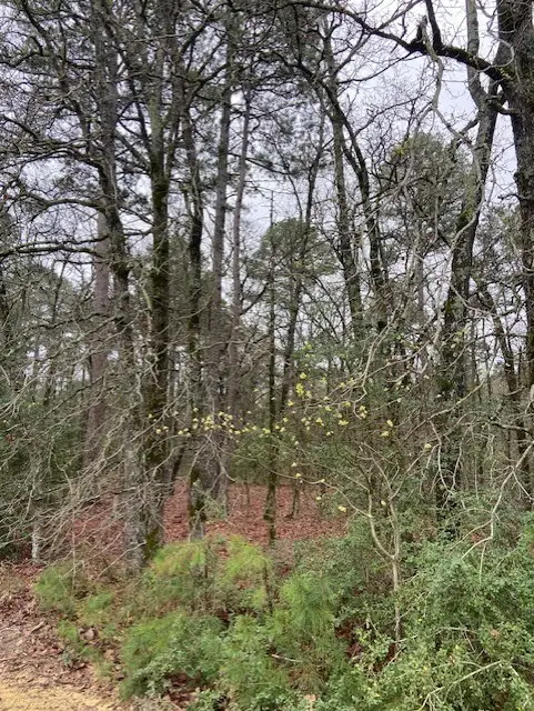 2529 Cr 3540, Hawkins, TX 75765 - Image #1