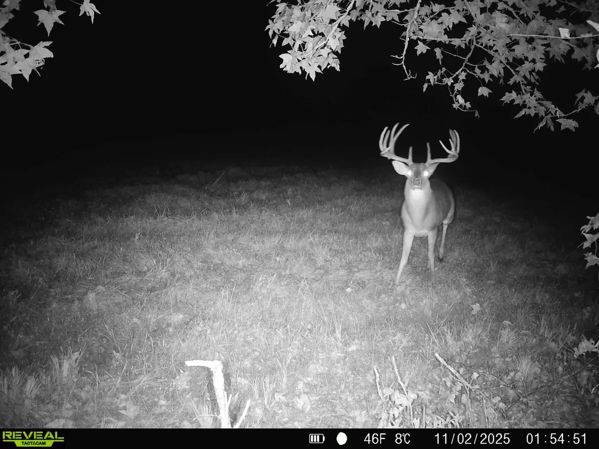 TBD Cr 2738, Naples, TX 75568 - Image #1