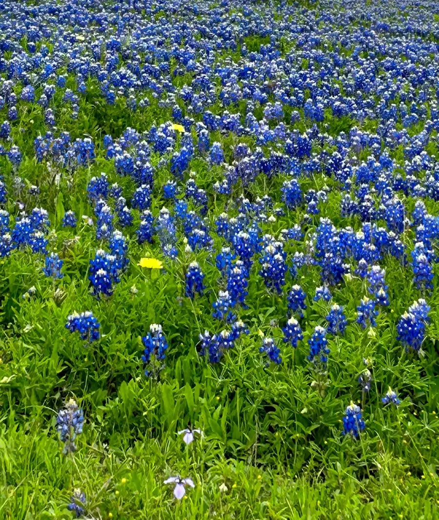 1505 Mcelroy Lane, New Ulm, TX 78950 - #2