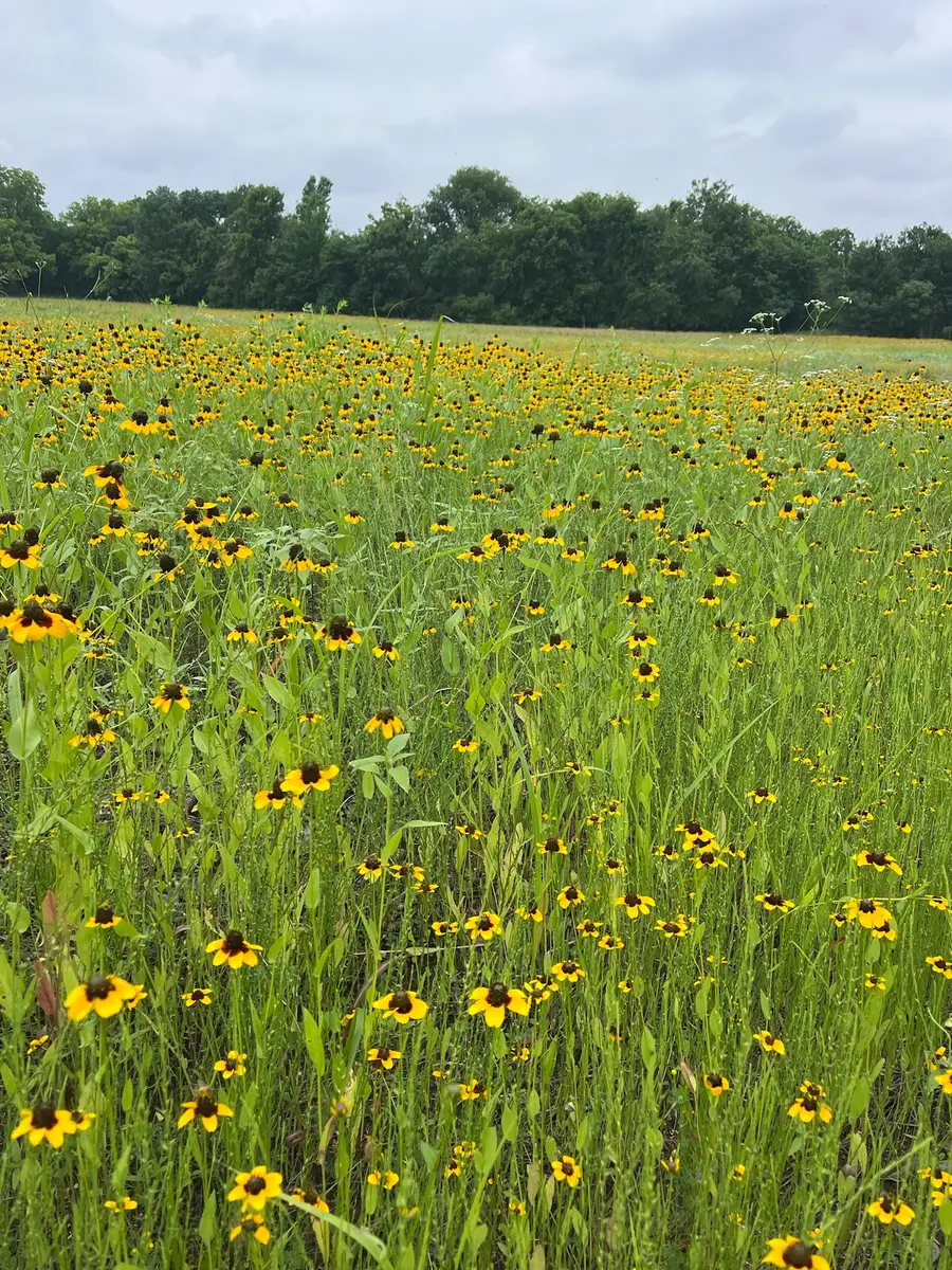 TBD Cr 3525, Honey Grove, TX 75446 - Image #3