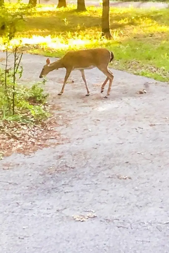 632 Vz County Road 2915, Eustace, TX 75124 - Image #2