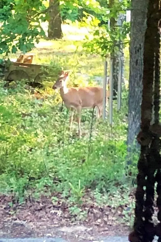 632 Vz County Road 2915, Eustace, TX 75124 - Image #3