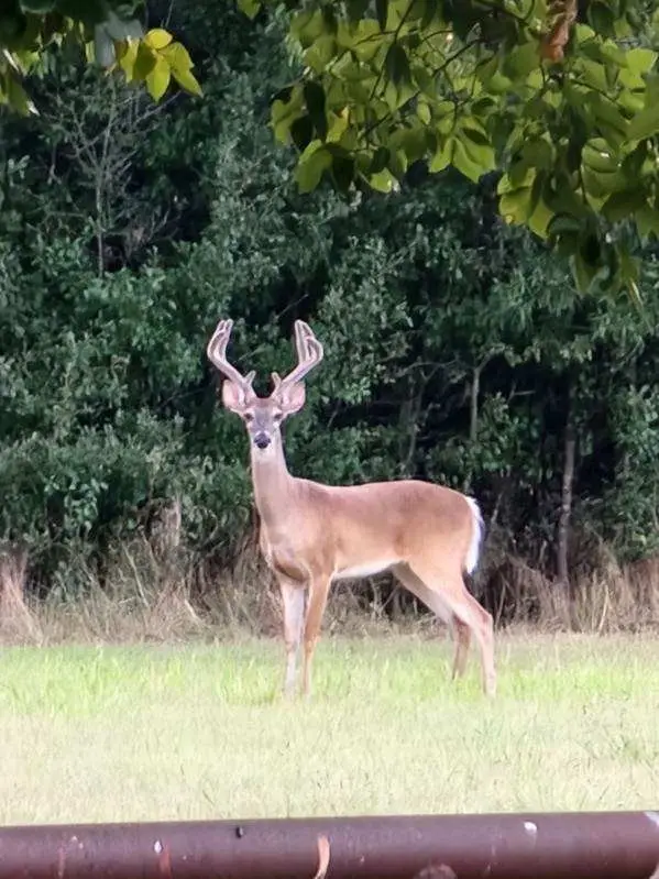 467 Wilderness Trail, Royse City, TX 75189 - #3