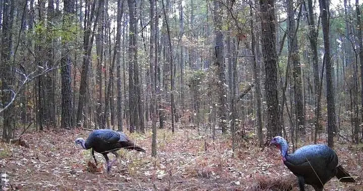 0 Clement Road, Benton, LA 71006 - #2