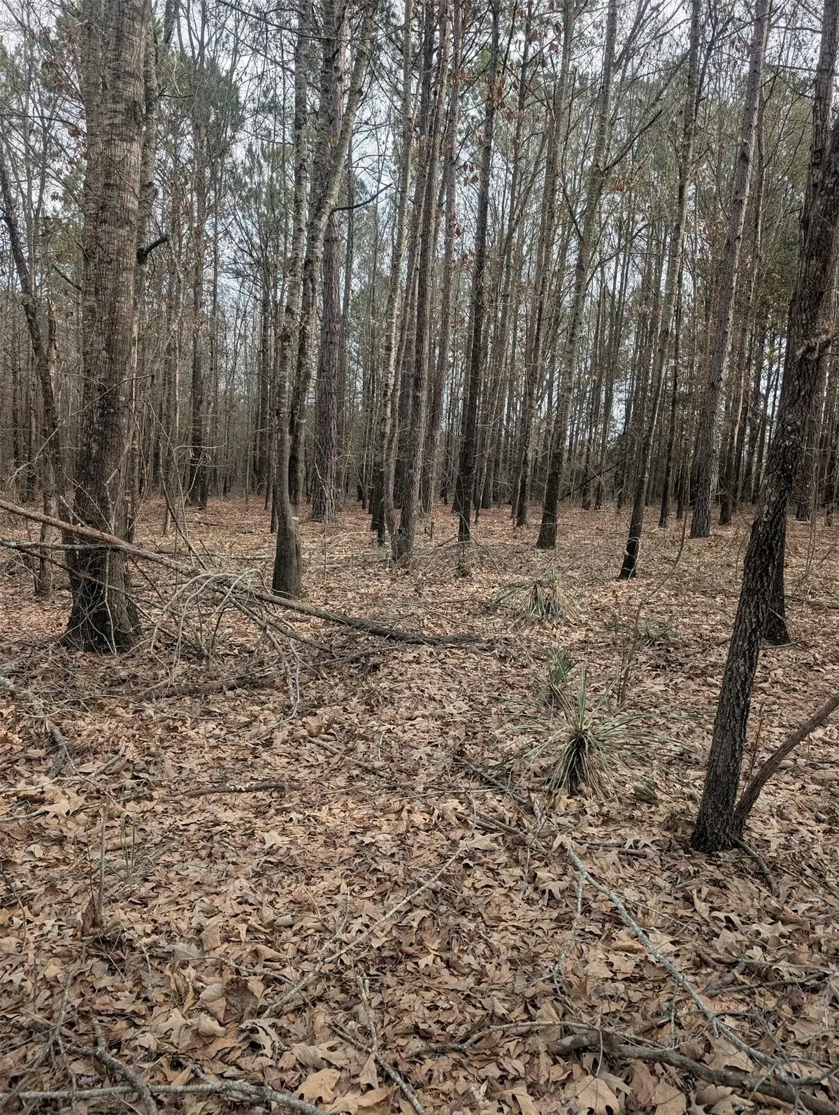 00 Cr 3427, Hawkins, TX 75765 - #1