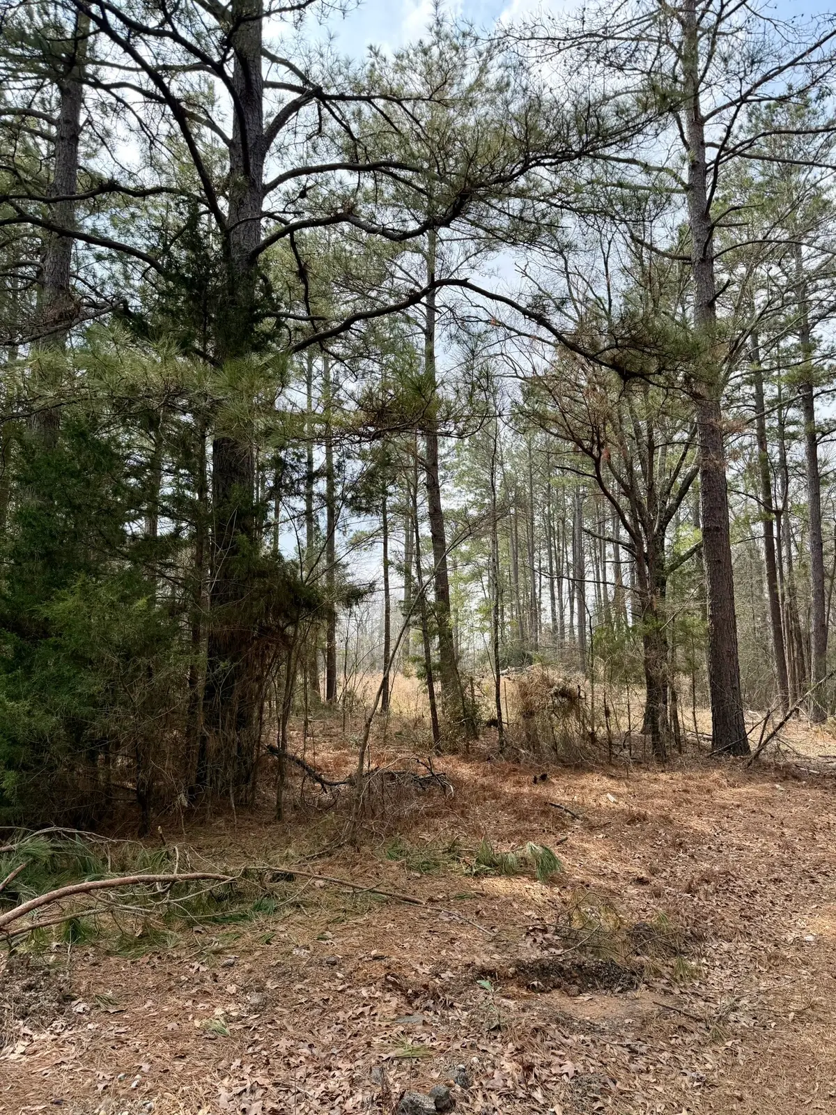 0 Belle Bower Texas Line Road, Logansport, LA 71049 - #1