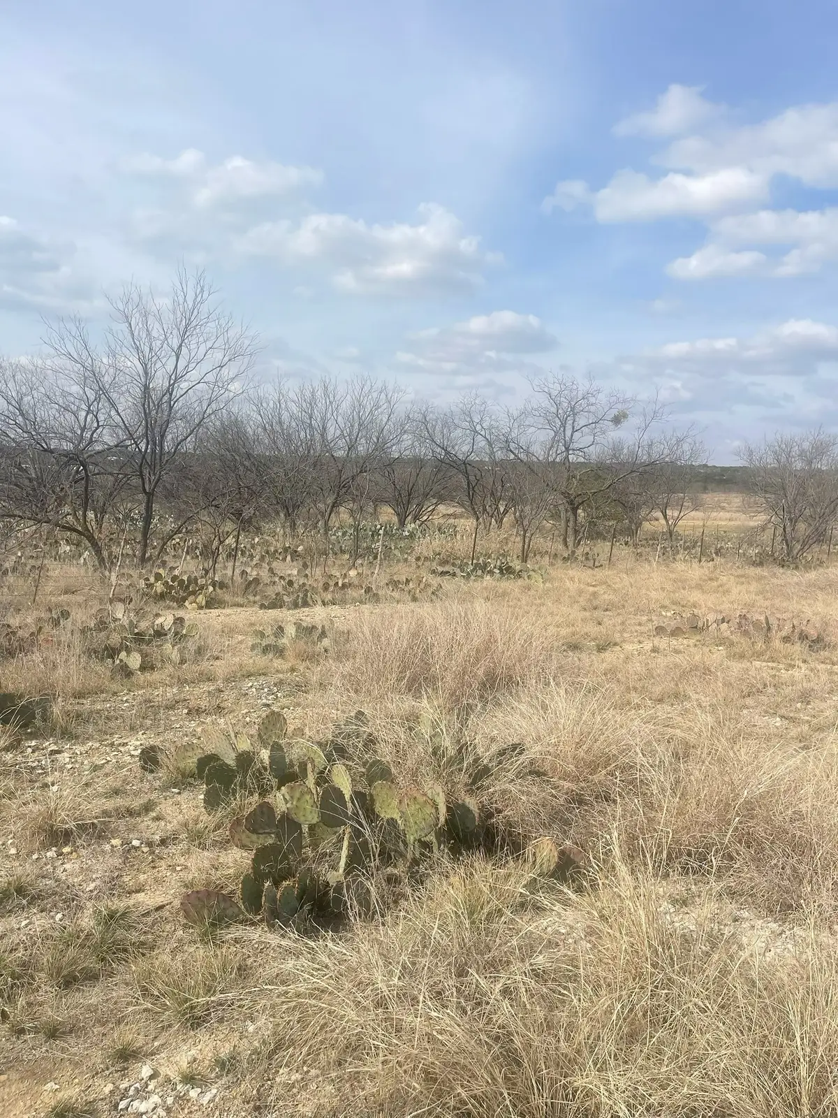 TBD County Road 221, Brookesmith, TX 76827 - #1
